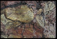 Edo stroll garden at New Otani Hotel. Tokyo