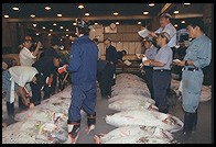 Tsukiji Fish Market. Tokyo