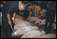 Tsukiji Fish Market. Tokyo