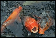 Koi. New Otani Hotel. Tokyo