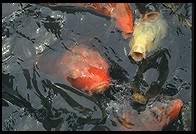 Koi. New Otani Hotel. Tokyo