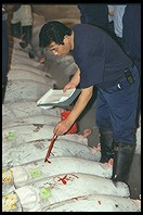 Tsukiji Fish Market. Tokyo