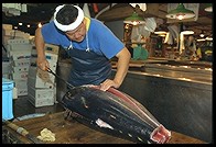 Tsukiji Fish Market. Tokyo