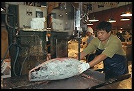 Tsukiji Fish Market. Tokyo