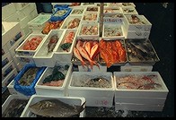 Tsukiji Fish Market. Tokyo