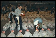 Tsukiji Fish Market. Tokyo