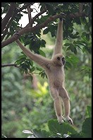 Monkey.  Singapore Zoo