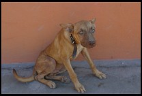 Digital photo titled mulege-dog