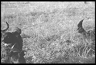 SARA Sanctuary.  Seguin, Texas