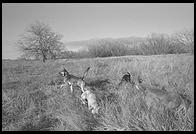 SARA Sanctuary.  Seguin, Texas
