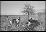 SARA Sanctuary.  Seguin, Texas