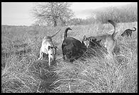 SARA Sanctuary.  Seguin, Texas