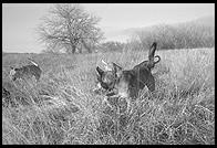 SARA Sanctuary.  Seguin, Texas