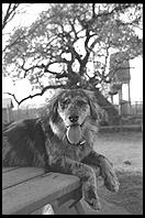 SARA Sanctuary.  Seguin, Texas