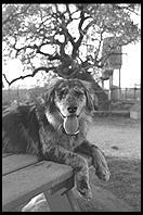 SARA Sanctuary.  Seguin, Texas