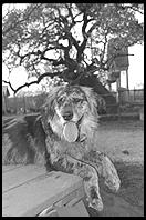 SARA Sanctuary.  Seguin, Texas