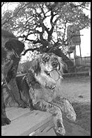 SARA Sanctuary.  Seguin, Texas