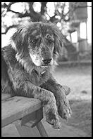 SARA Sanctuary.  Seguin, Texas