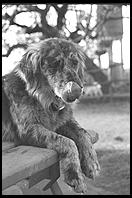 SARA Sanctuary.  Seguin, Texas