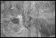 SARA Sanctuary.  Seguin, Texas