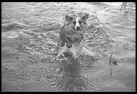 SARA Sanctuary.  Seguin, Texas