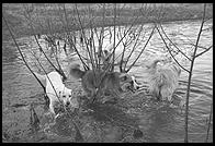 SARA Sanctuary.  Seguin, Texas