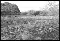 SARA Sanctuary.  Seguin, Texas