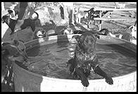 SARA Sanctuary.  Seguin, Texas