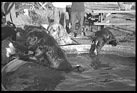 SARA Sanctuary.  Seguin, Texas