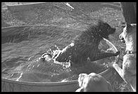 SARA Sanctuary.  Seguin, Texas