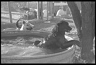 SARA Sanctuary.  Seguin, Texas