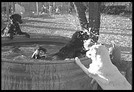 SARA Sanctuary.  Seguin, Texas