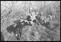 SARA Sanctuary.  Seguin, Texas