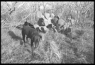 SARA Sanctuary.  Seguin, Texas