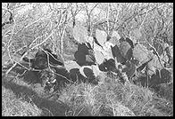 SARA Sanctuary.  Seguin, Texas