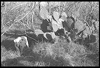 SARA Sanctuary.  Seguin, Texas