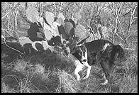 SARA Sanctuary.  Seguin, Texas