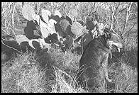 SARA Sanctuary.  Seguin, Texas