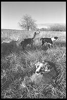 SARA Sanctuary.  Seguin, Texas