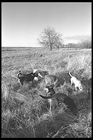 SARA Sanctuary.  Seguin, Texas
