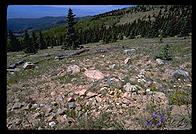 Up among the aspens.  Santa Fe, New Mexico.