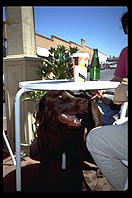 Dog under table. Santa Fe, New Mexico.