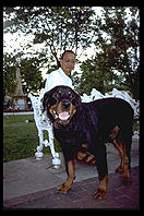 Rottweiler. Santa Fe, New Mexico.