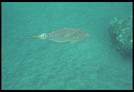 Underwater in Hawaii.