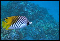 Underwater in Hawaii.