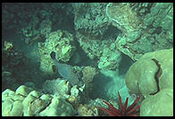 Underwater in Hawaii.