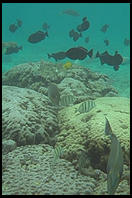 Underwater in Hawaii.