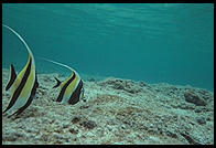 Underwater in Hawaii.