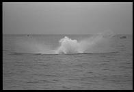 Whale Watch.  Hawaii