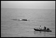 Whale Watch.  Hawaii